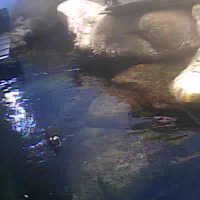 Live Penguin Cam