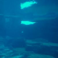 Beluga Cam