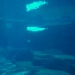 Beluga Cam
