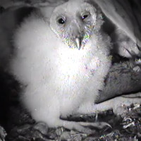 Audubon Starr Ranch Barn Owls