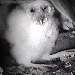 Audubon Starr Ranch Barn Owls