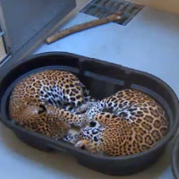 Jaguare im Milwaukee County Zoo