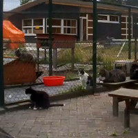 Katzencam aus Drachtstercompagnie