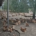 Hühner in Nieuwkuijk