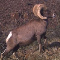 Bighorn Sheep Webcam