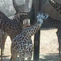 Giraffen im Zoo Houston