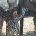 Giraffen im Zoo Houston