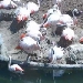 Flamingos im Zoo Houston