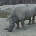 Nashörner im Zoo Houston