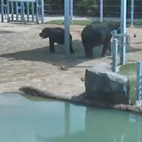 Elefanten im Houston Zoo