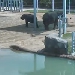 Elefanten im Houston Zoo