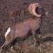 Bighorn Sheep Webcam