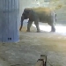Elefanten im Smithsonian Zoo