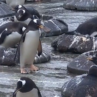 Pinguine im Edinburgh Zoo