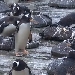 Pinguine im Edinburgh Zoo