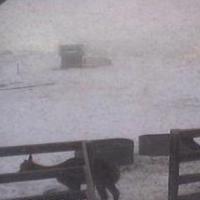 LoneJuniper Alpaca Cam