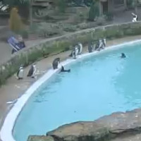 Pinguine im Coatswold Wildlife Parks & Garden