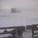 LoneJuniper Alpaca Cam