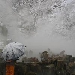 Jigokudani-Yaekoen SnowMonkey LiveCam