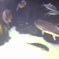 Waikki Auquarium Shark Cam