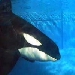 Shamu Orca Cam