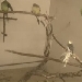 HSB Live Cam Sittiche