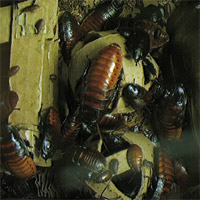 USC Roach Cam