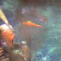 Meerwasser Aquarium
