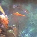 Meerwasser Aquarium