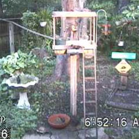 SquirrelCam.com