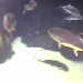 Waikki Auquarium Shark Cam