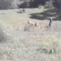 CheetahCam