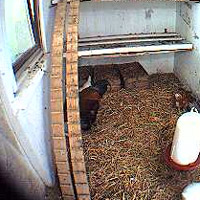 H�hner Live Cam