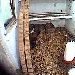 H�hner Live Cam