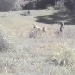 CheetahCam