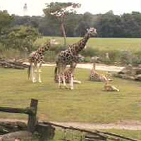 Afrika hautnah (Zoo Leipzig)