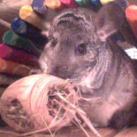 Sleepy Chinchilla