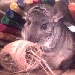 Sleepy Chinchilla