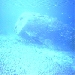 Bonaire Underwater Reef Cam