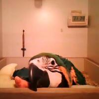 Macam Webcam Parrot Live