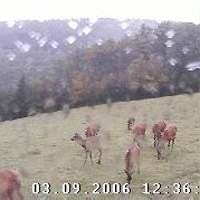 Wildtiere Live