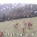 Wildtiere Live