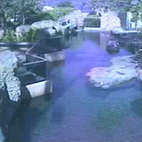 Waikki Aquarium Coral Research