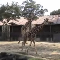 TobeZoo