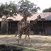 TobeZoo