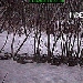 Gingers Exotic Wolf Cam